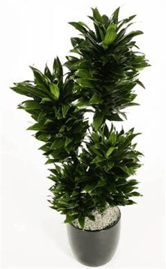 دراسنا کامپکتا